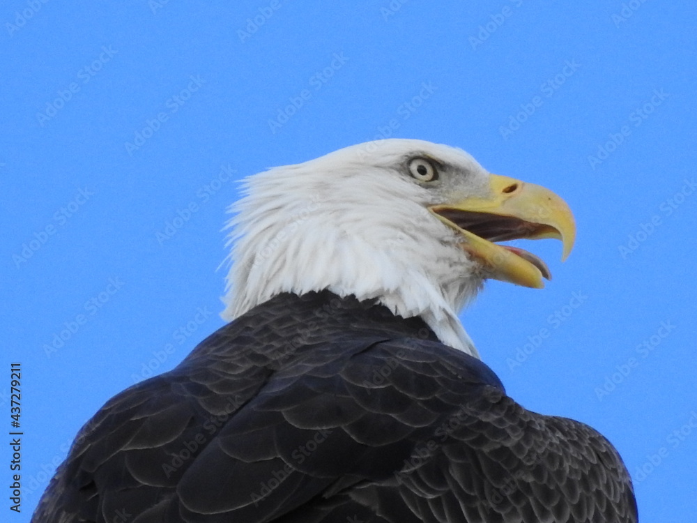 Obraz premium Bald Eagle in Florida