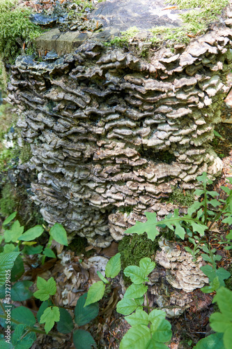 many white and gray mushrooms on a tree trunk with moss