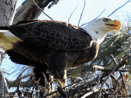 Bald Eagle in Florida