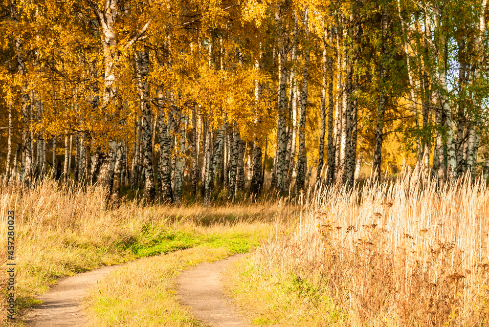 Fototapeta premium Autumn landscape. Golden foliage of trees and a dirt road going into the forest.