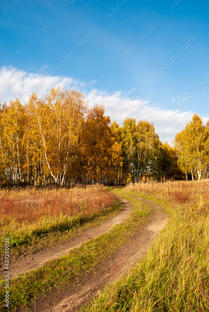 Autumn landscape. Golden foliage of trees and a dirt road going into the forest.