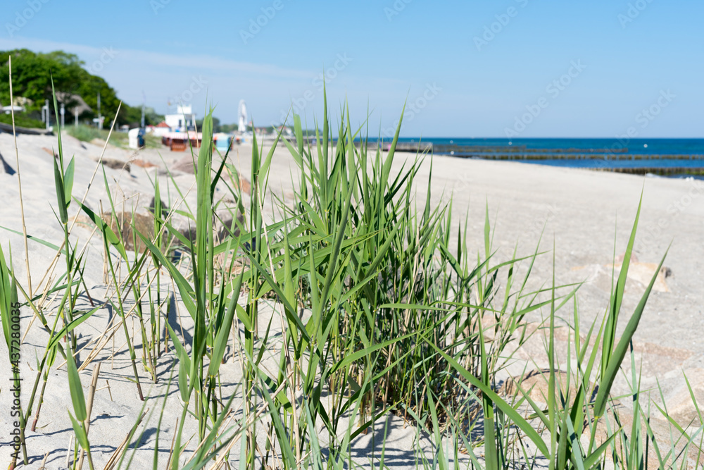 Sand dunes with beach grass at Baltic Sea near the town of Kuehlungsborn with a view of the blue sea and blue sky on a sunny day