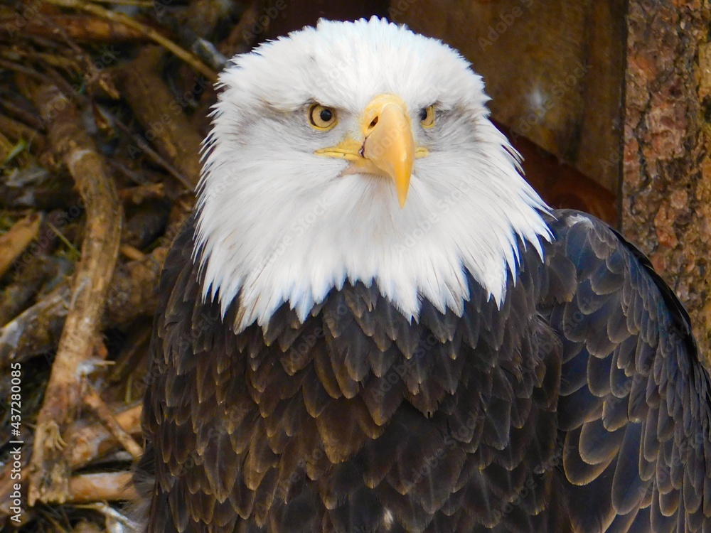 Obraz premium Bald Eagle in Florida