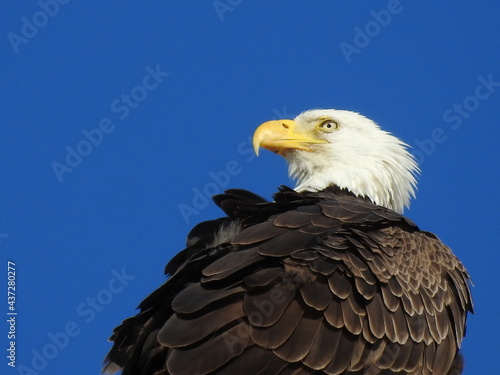 Bald Eagle in Florida © Marsha