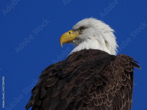 Bald Eagle in Florida © Marsha