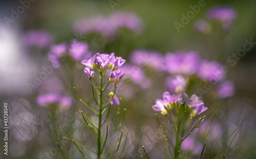 cuckooflower  cardamine pratensis  on the riverbank 