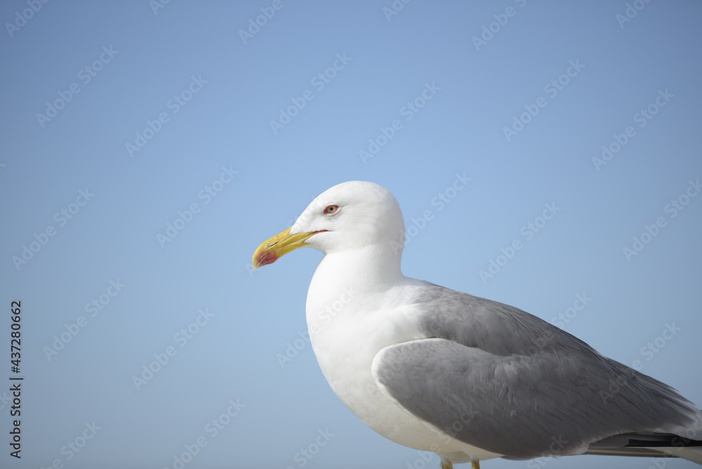Young specimen of Larus Michahellis. Young specimen of Larus Michahellis.