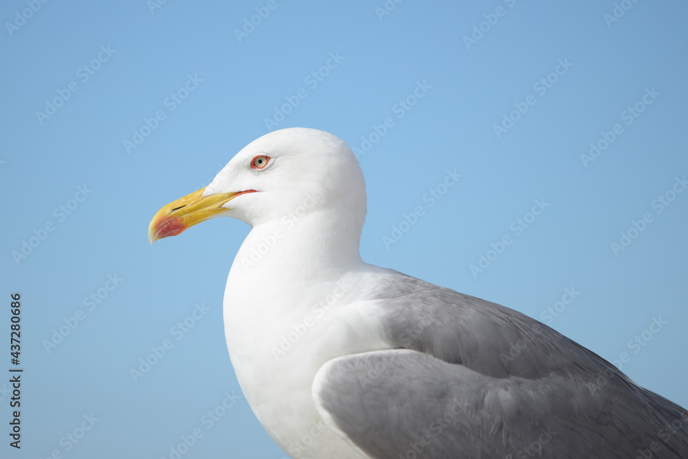 Young specimen of Larus Michahellis. Young specimen of Larus Michahellis.