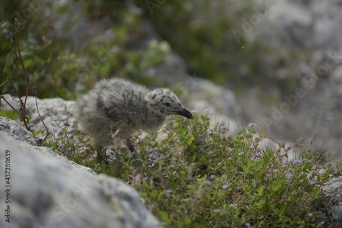 Baby gull Larus Michahellis awaits the arrival of its parents to feed.