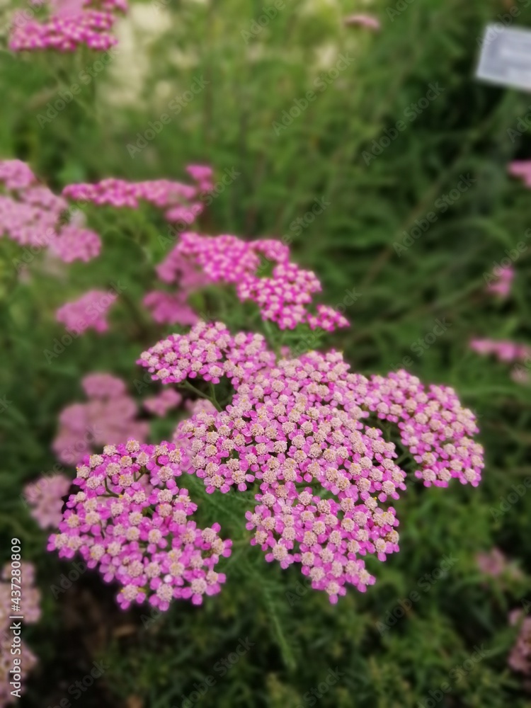 floral background with a blurred background of pink blooming yarrow or achillea on a green backdrop. Flower wallpaper. floral background with a blurred background of pink blooming yarrow or achillea on a green backdrop. Flower wallpaper.