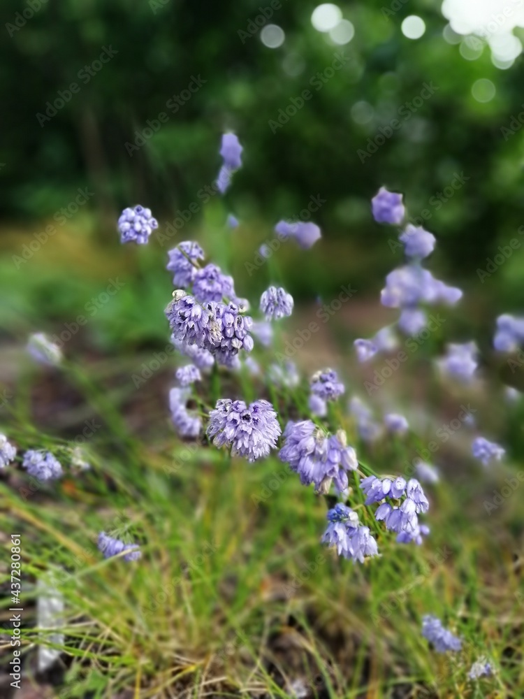 Obraz premium Blurry floral background of soft blue and purple allium flowers close up flower wallpaper