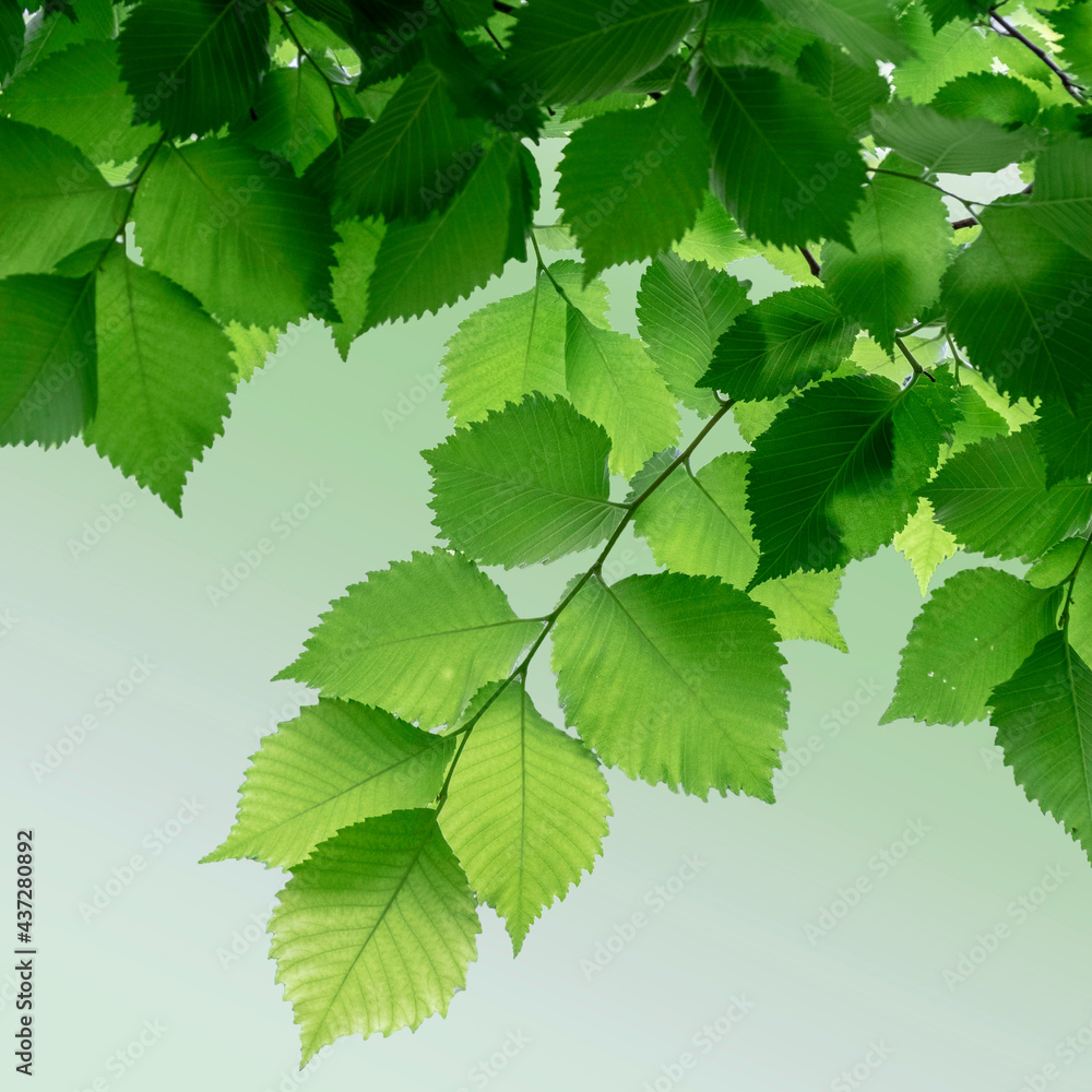 Spring leaves in sunlight Spring leaves in sunlight