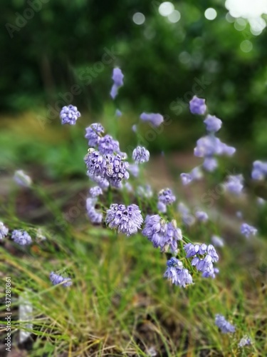 Blurry floral background of soft blue and purple allium flowers close up flower wallpaper