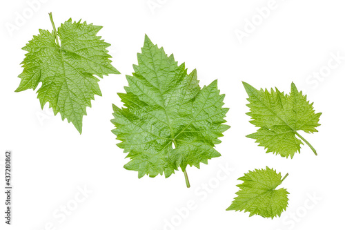 Green grape leaves isolated on a white background