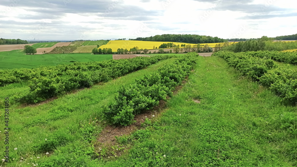 Green landscape in Lower Silesia area, currant field and yellow rape fields. Beautiful spring in Poland.