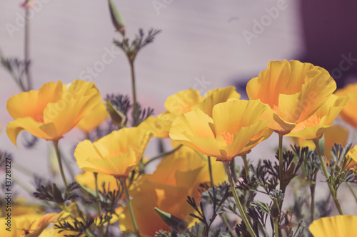 California Poppy flowers in the garden