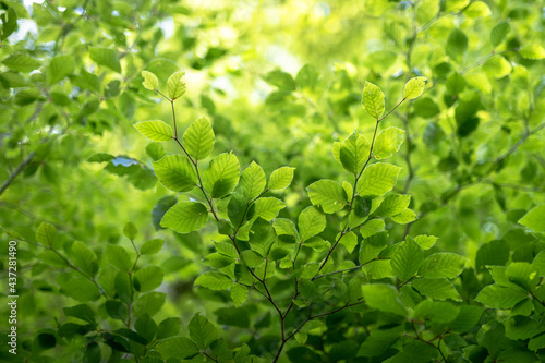 Green leaves in the forest
 photo