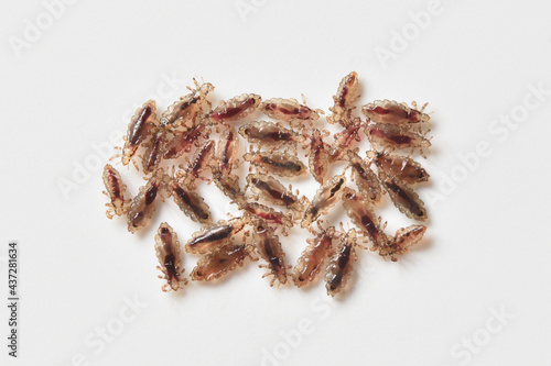 Bilde på lerret Group of lice on a white background close-up macro