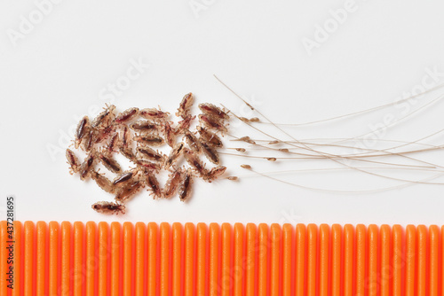 Group of head lice and their nits eggs on a white background with comb