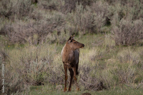 Elk in Field near Mammoth Yellowstone