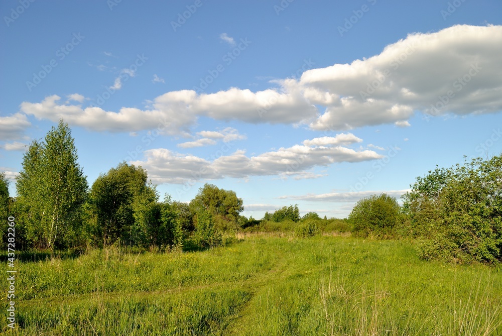 Summer walk in the forest .