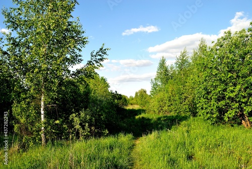 Summer walk in the forest .