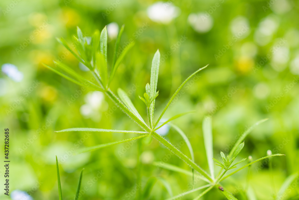 custom made wallpaper toronto digitalmacro photography of plant with green plant