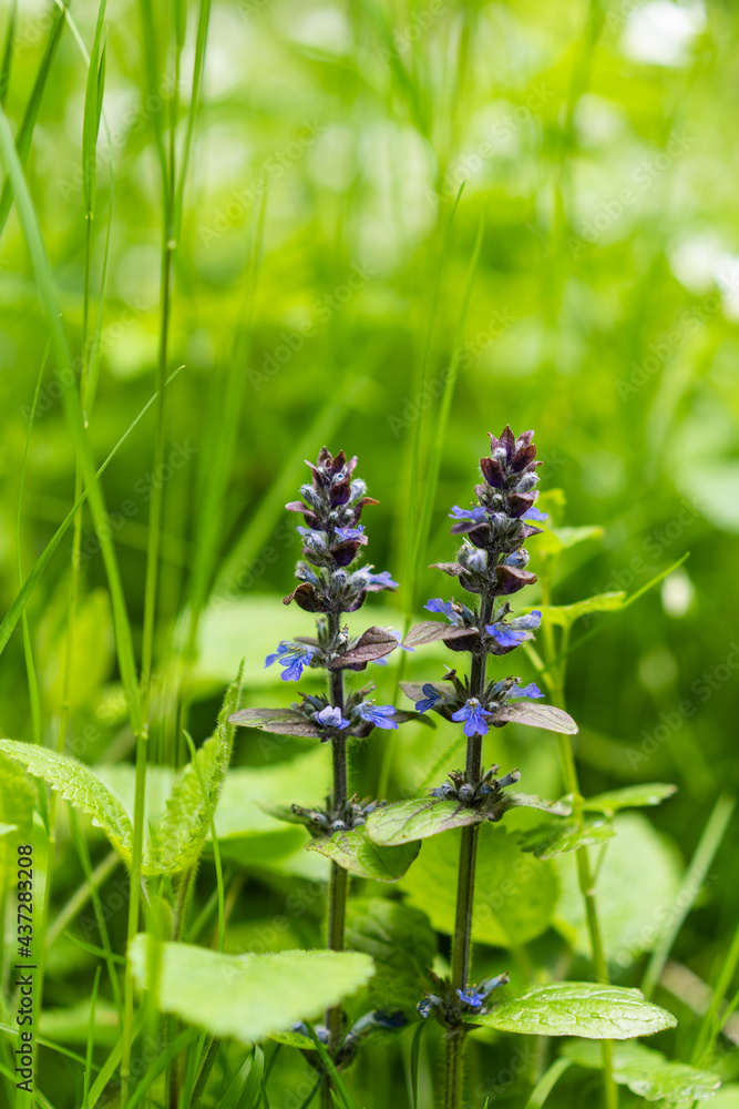 custom made wallpaper toronto digitalmacro photography of plant with blue flower