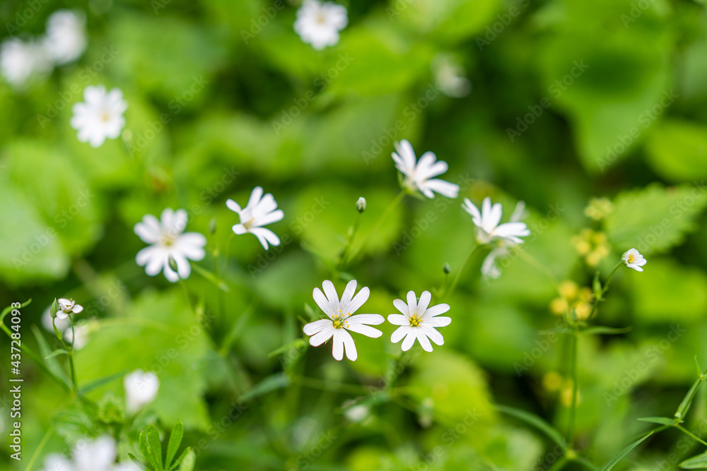 custom made wallpaper toronto digitalmacro photography of plant with white flower