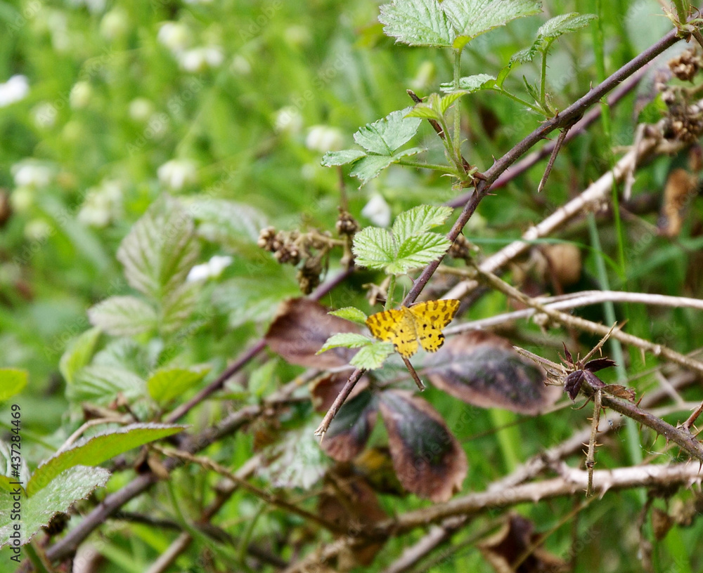 Schmetterling Schmetterling