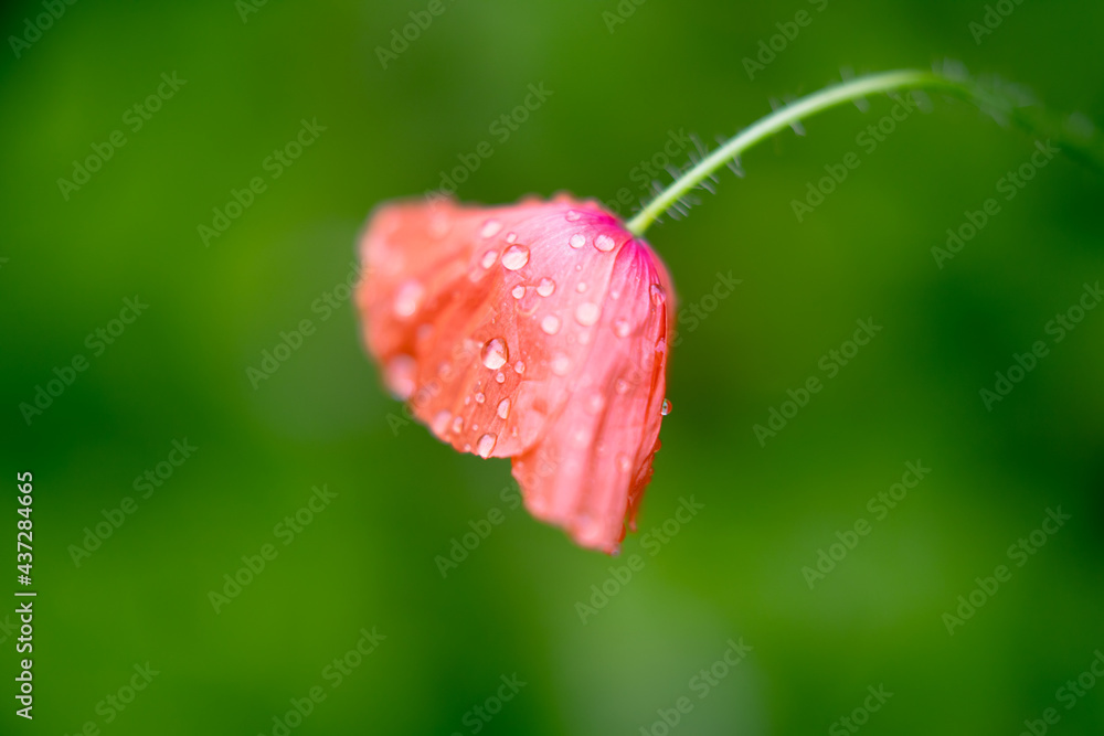 Poppy flower with water droplets side view Poppy flower with water droplets side view