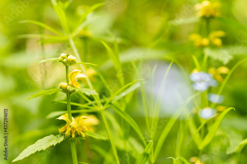 Wallpaper Mural macro photography of plant with yellow flower Torontodigital.ca