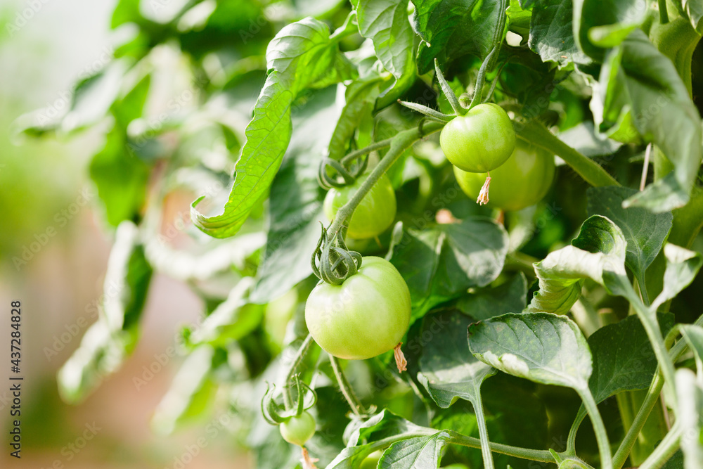 Green tomatoes in the greenhouse