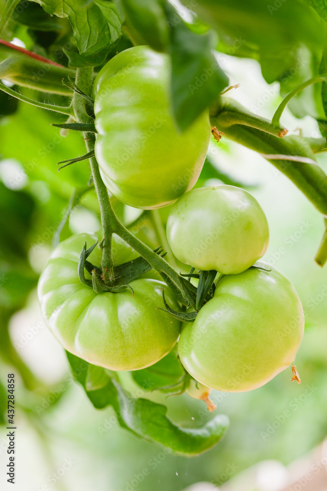 Green tomatoes in the greenhouse
