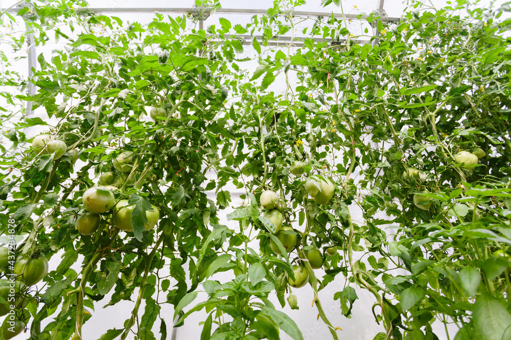 Green tomatoes in the greenhouse