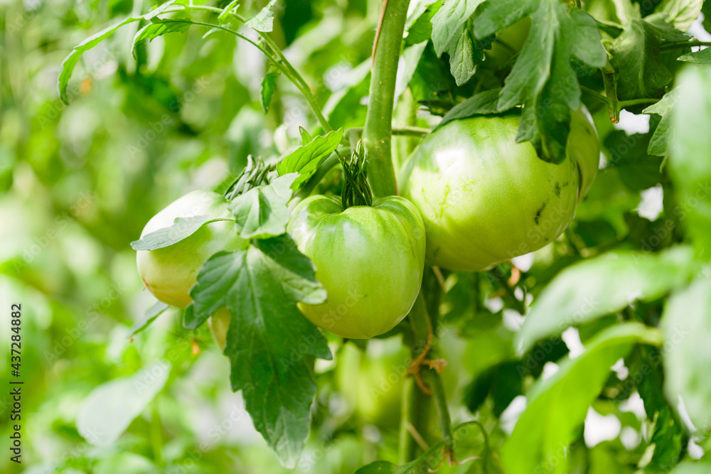 Green tomatoes in the greenhouse