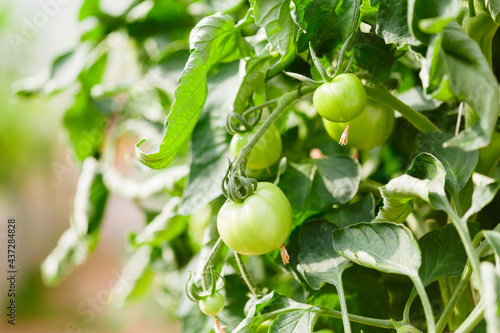 Obraz na płótnie Green tomatoes in the greenhouse w salonie