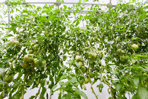 Obraz na płótnie Green tomatoes in the greenhouse w salonie