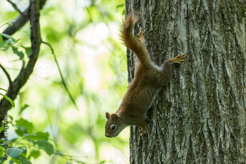 American red squirrel (Tamiasciurus hudsonicus) © Mircea Costina