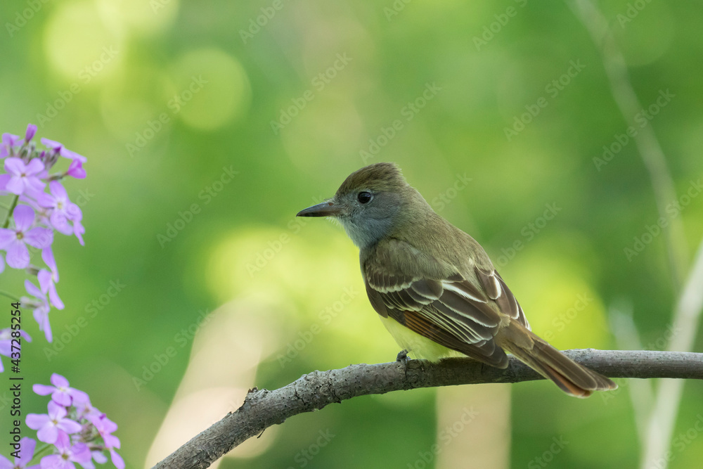 great crested flycatcher (Myiarchus crinitus) great crested flycatcher (Myiarchus crinitus)
