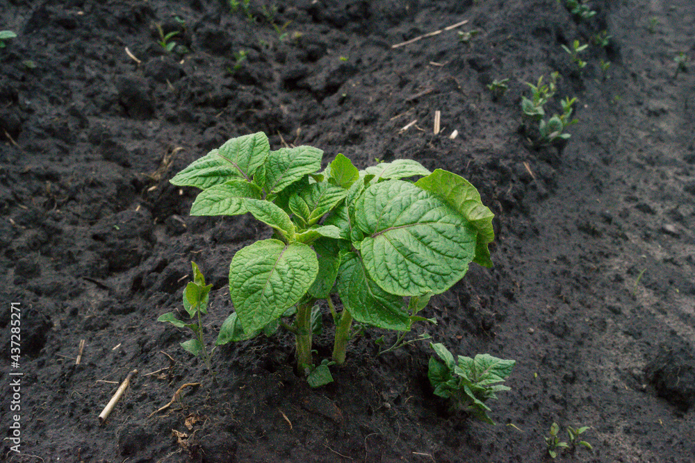 Young potato plant growing on the soil. Potato bush in the garden. Healthy young potato plant in an organic garden. Selective focus Young potato plant growing on the soil. Potato bush in the garden. Healthy young potato plant in an organic garden. Selective focus
