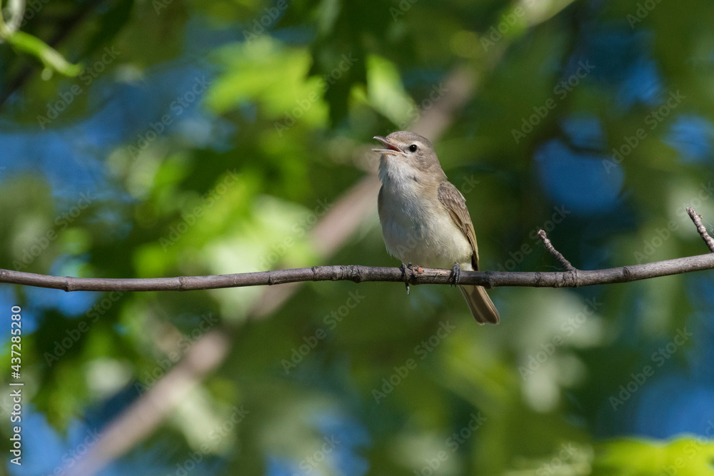 The warbling vireo (Vireo gilvus) The warbling vireo (Vireo gilvus)