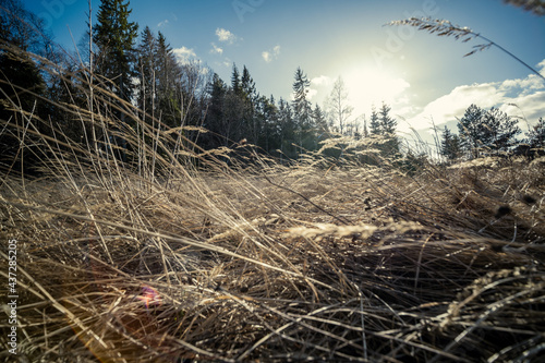 abstract dry grass texture in nature spring