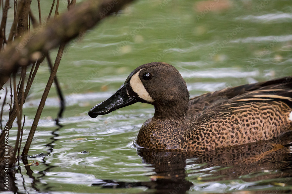 The blue-winged teal (Spatula discors) in spring The blue-winged teal (Spatula discors) in spring