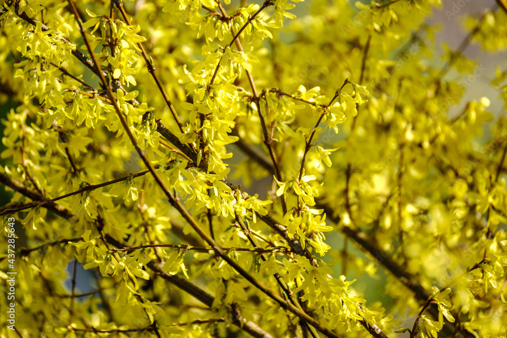 country garden bush blooming with yellow flowers country garden bush blooming with yellow flowers