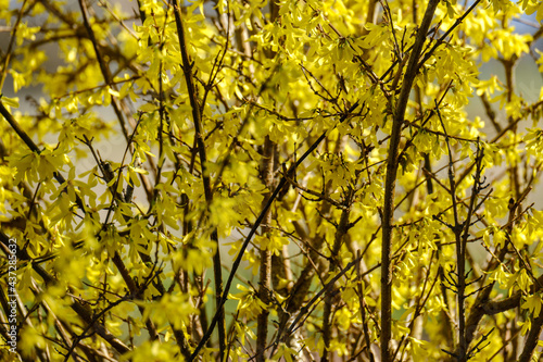 country garden bush blooming with yellow flowers