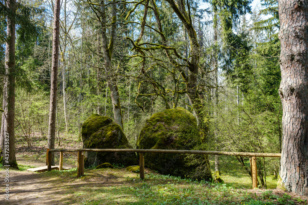 wooden plank footpath in forest for hiking wooden plank footpath in forest for hiking