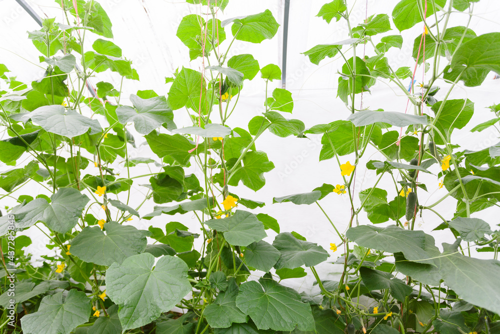 Cucumber in greenhouse