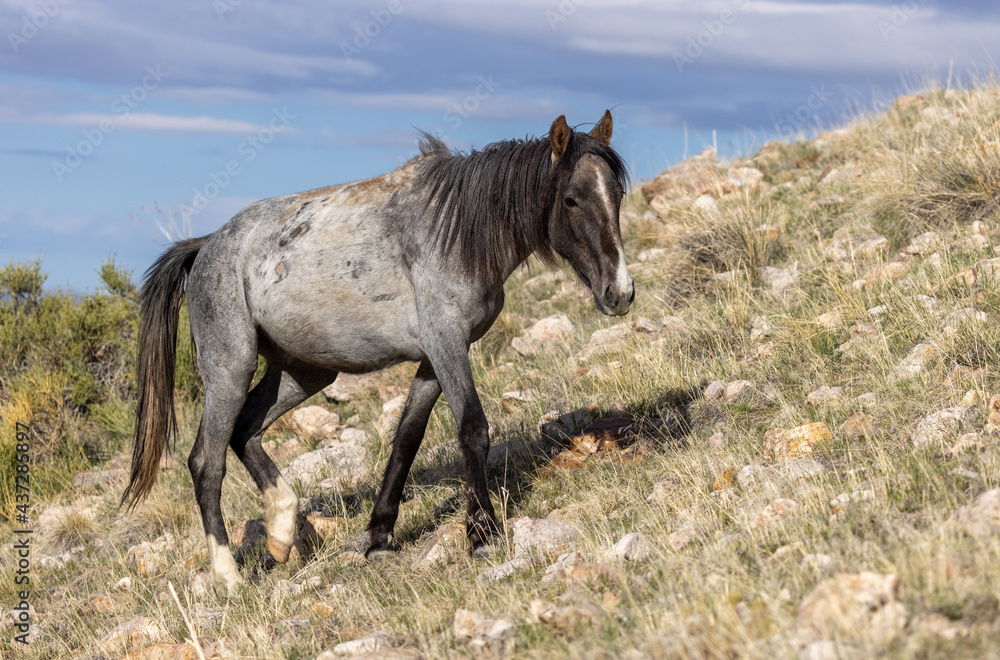 Wild Horse Stallion in the Utah Desert