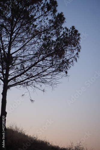 Sylwetka drzewa na tle nieba wieczorem, Grecja